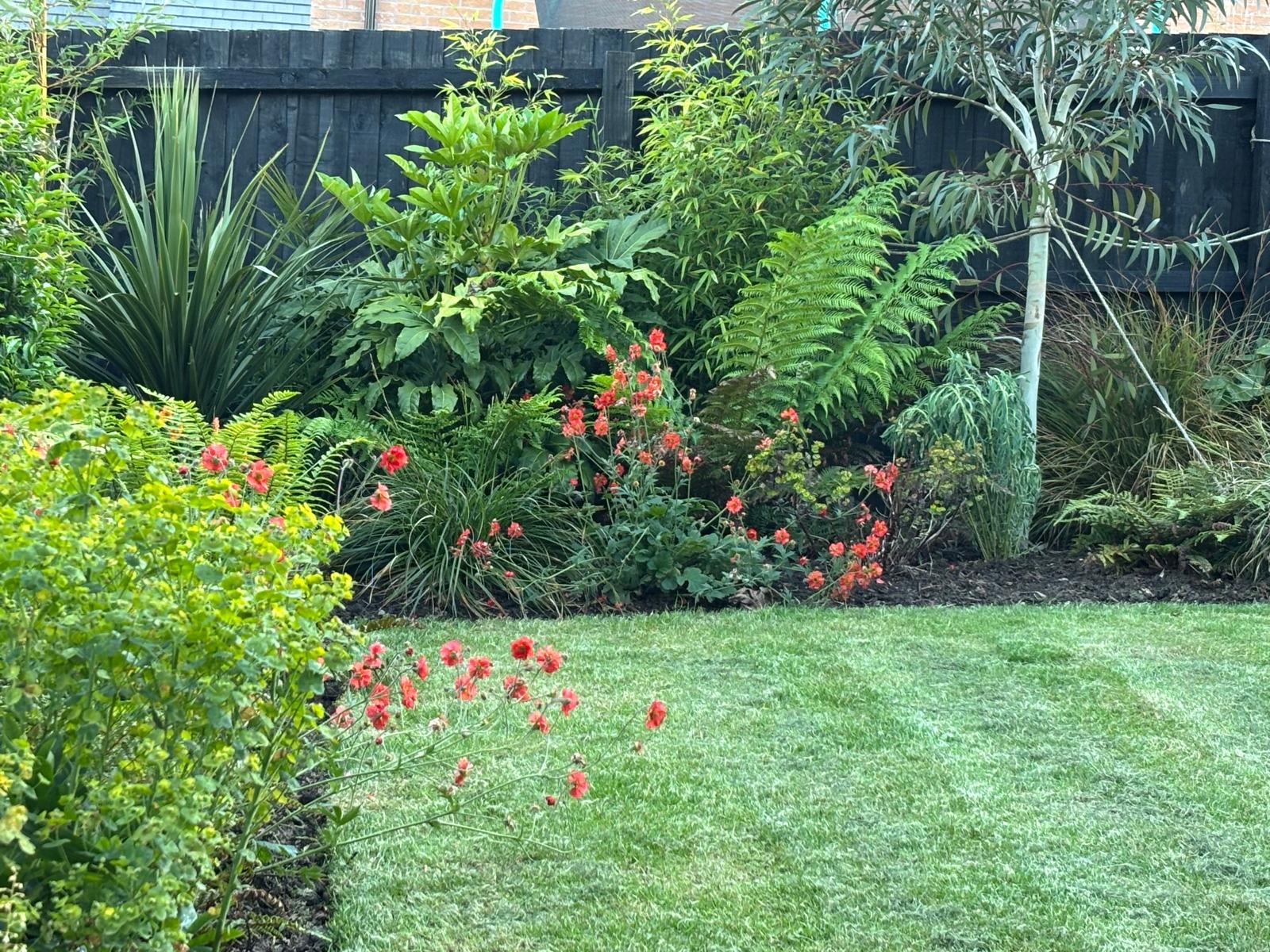 Lush planted border with ferns, geums and tree fern