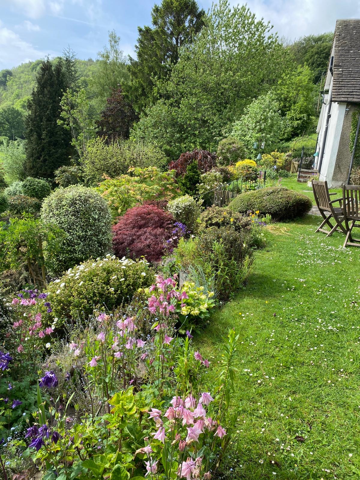 Cottage garden border with acers and aquilegias