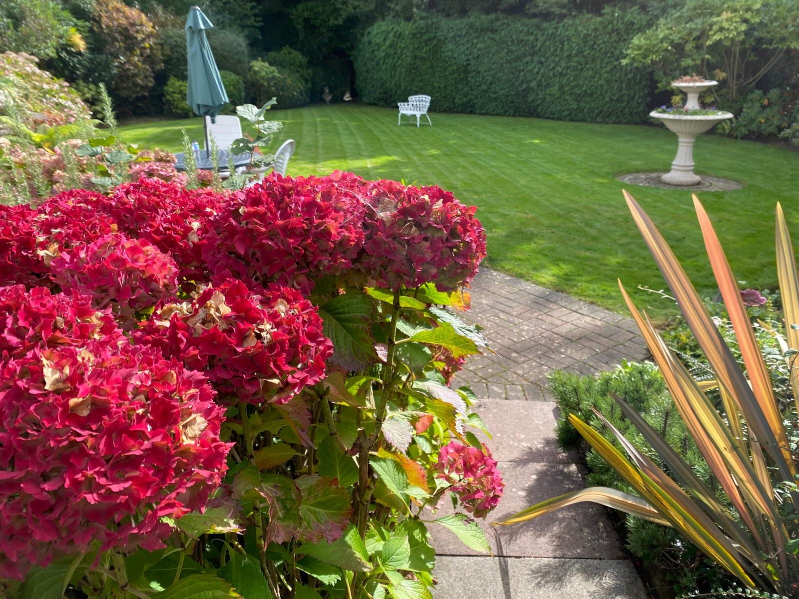 Red hydrangeas beside a freshly mown striped lawn