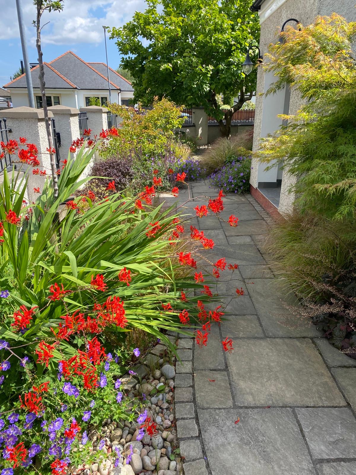 Front garden path with crocosmia and slate paving