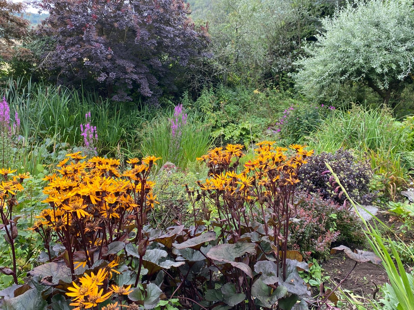 Late summer border with ligularia and ornamental grasses