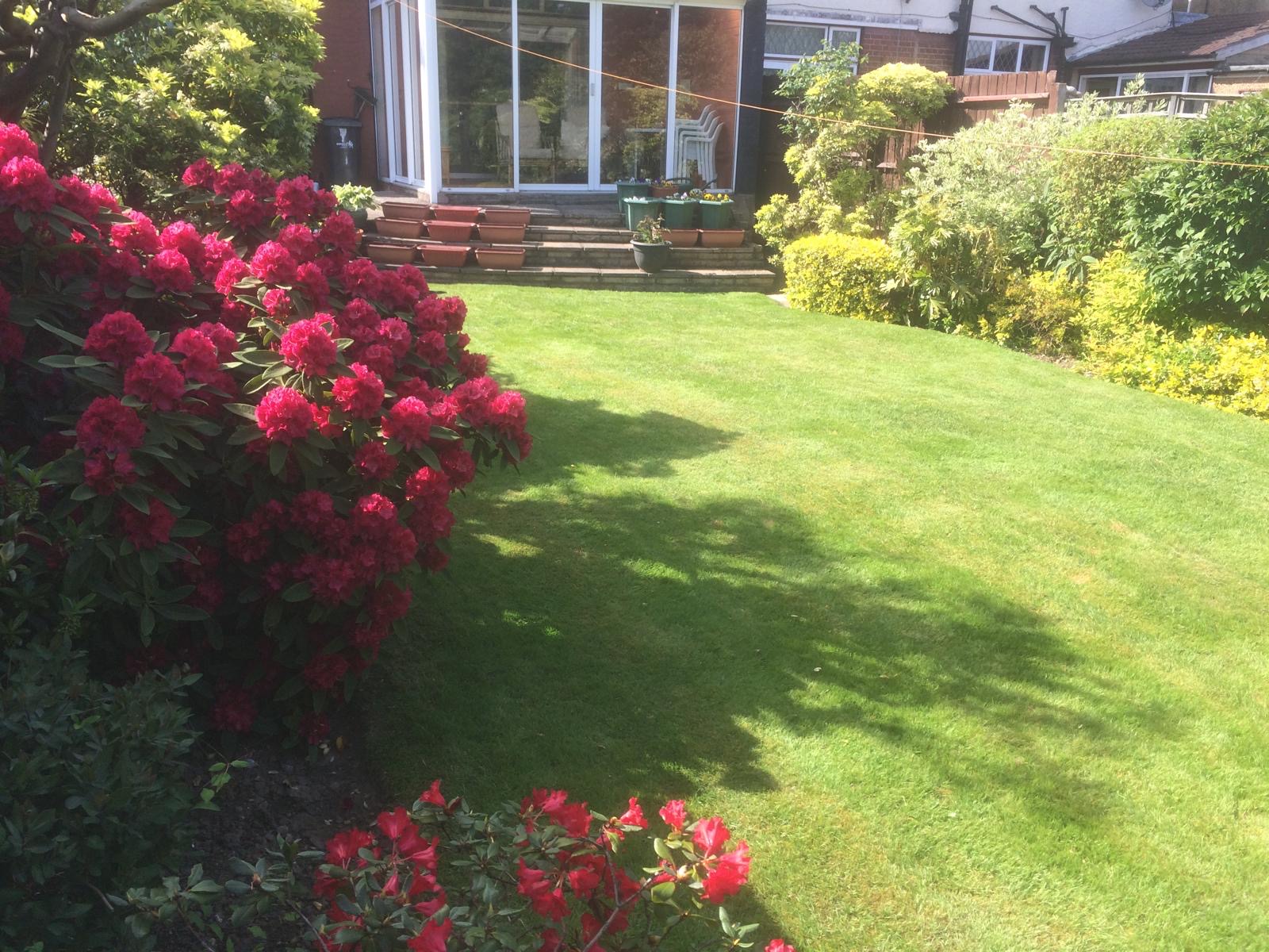 Manicured lawn with rhododendron in full bloom